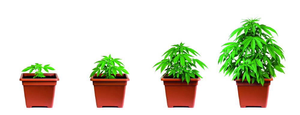 wiet-plant-cannabis